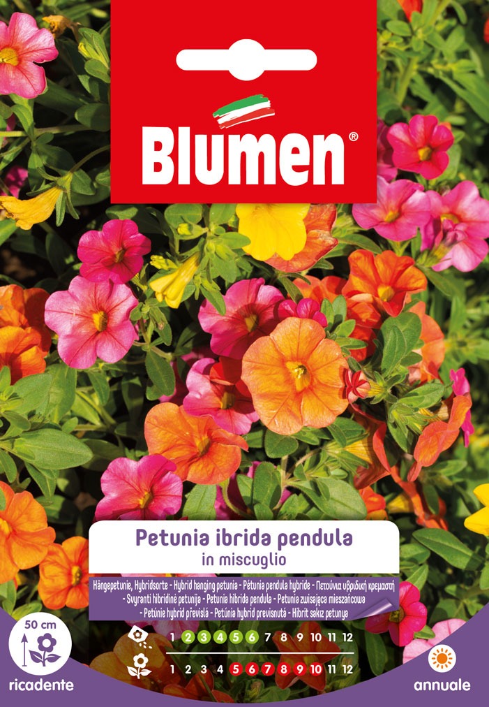 Hybride Petunia Pendula in Mischung