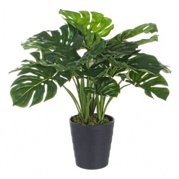 Pianta filodentrocon vaso h 65 cm