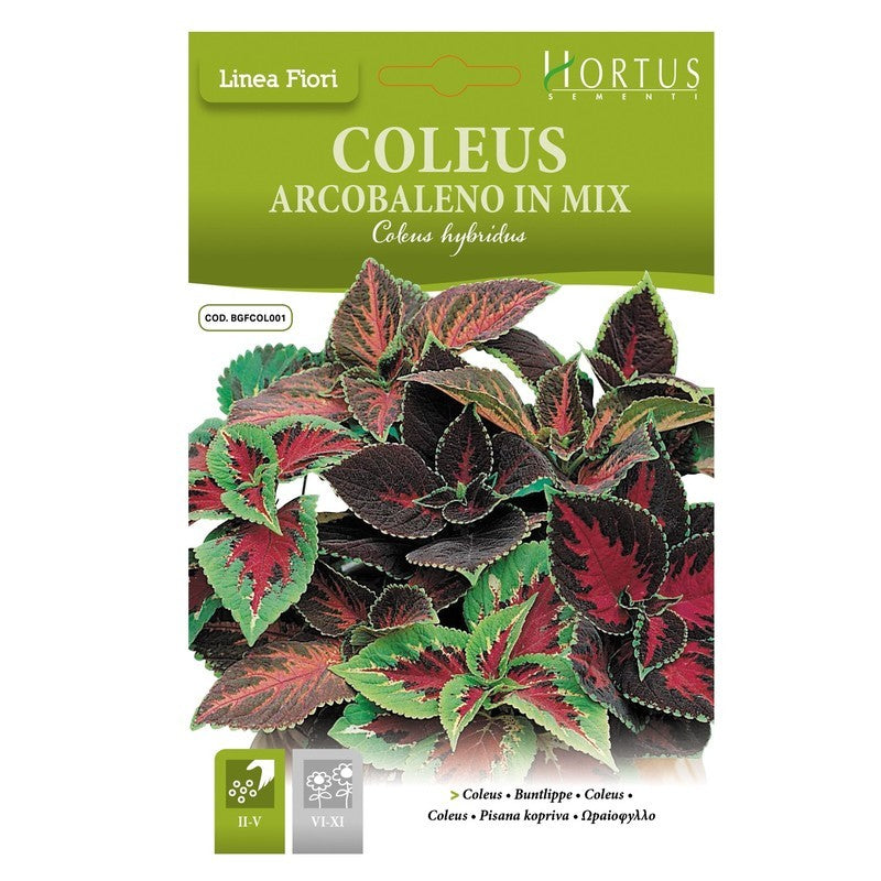 Coleus Rainbow mix DB