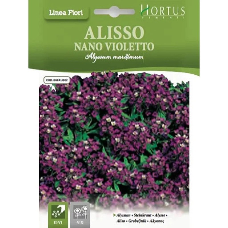 Zwerg-Alyssum Violet DB