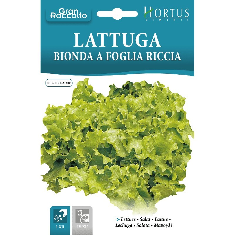 Blonder lockiger Blattsalat, tolle Ernte