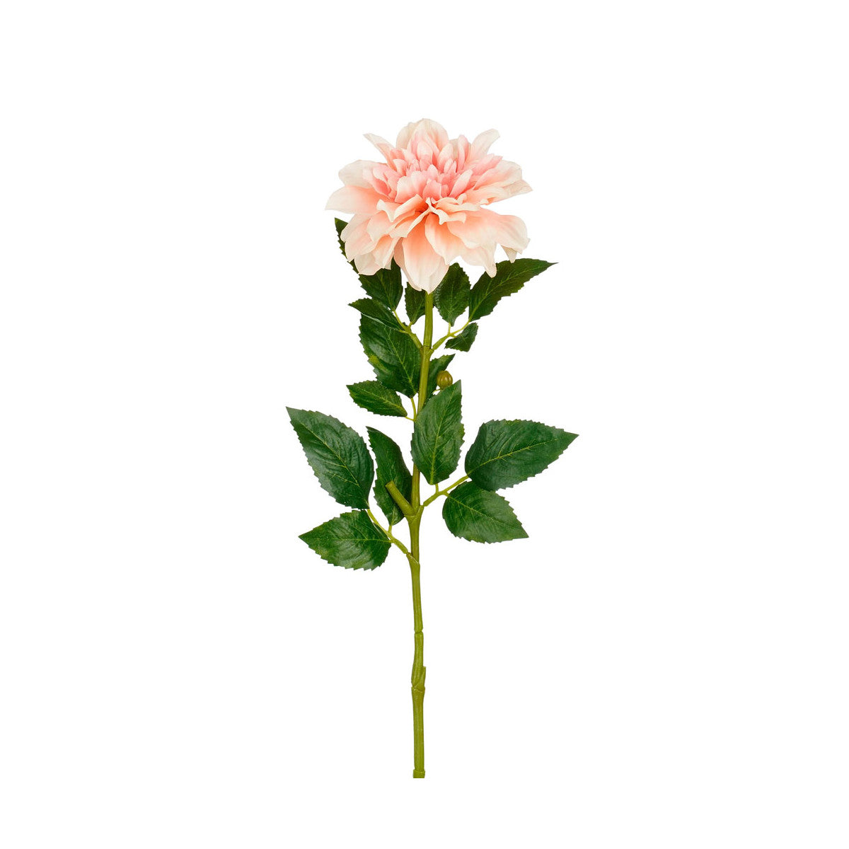 Dalia salmone con foglie