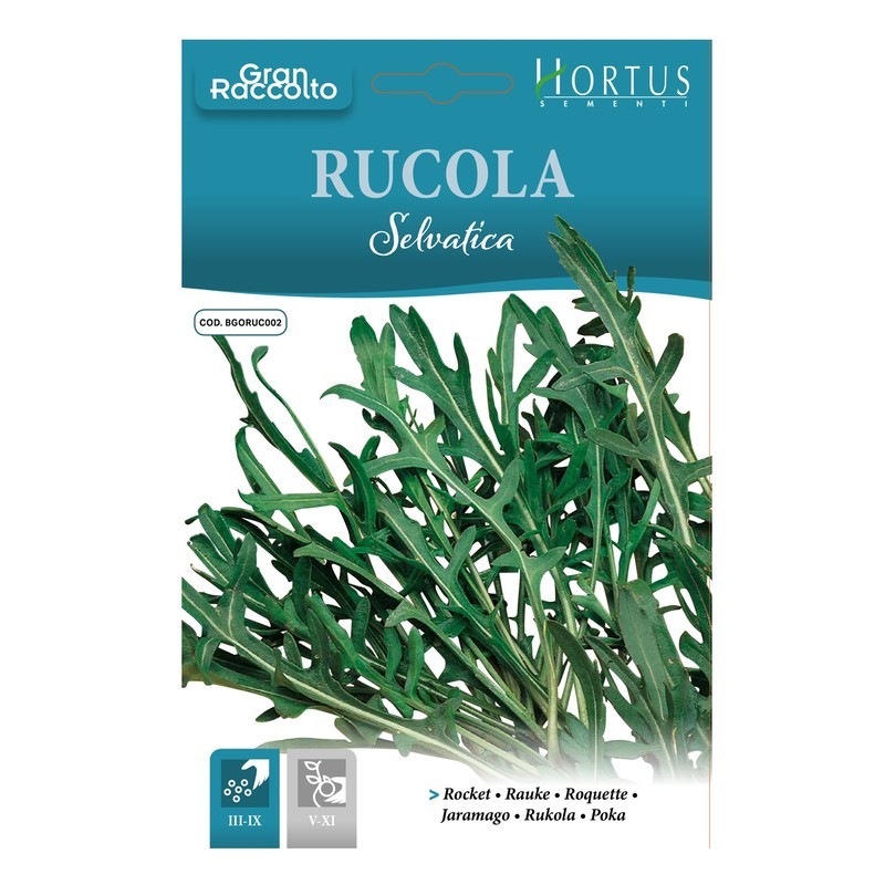Wilder Rucola, tolle Ernte