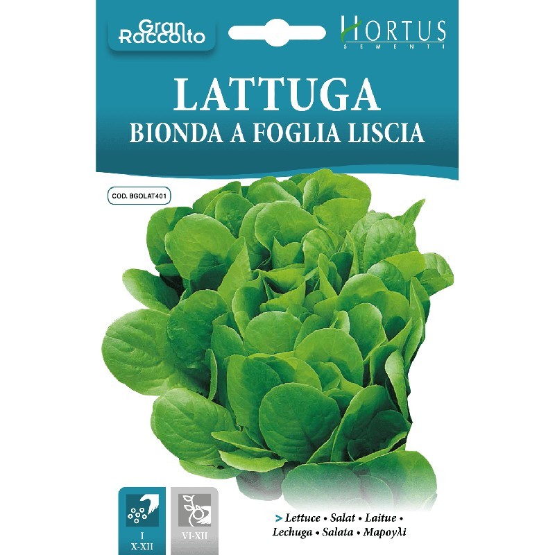Lechuga De Hoja Lisa Rubia Gran Cosecha