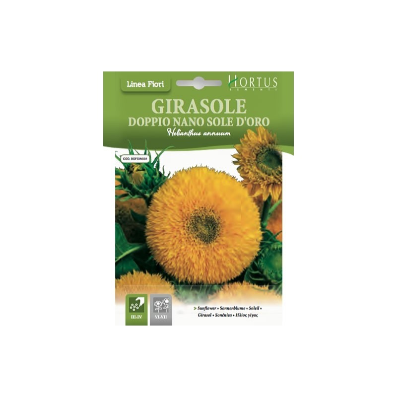 Dwarf Sunflower Sole d'Oro DB