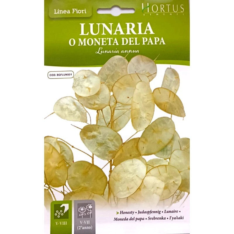 Lunaria or Pope's Coin DB