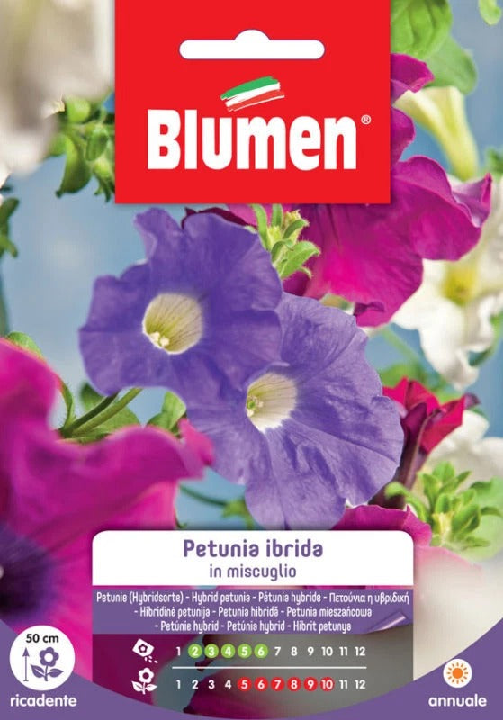 Hybrid Petunia In Mixture