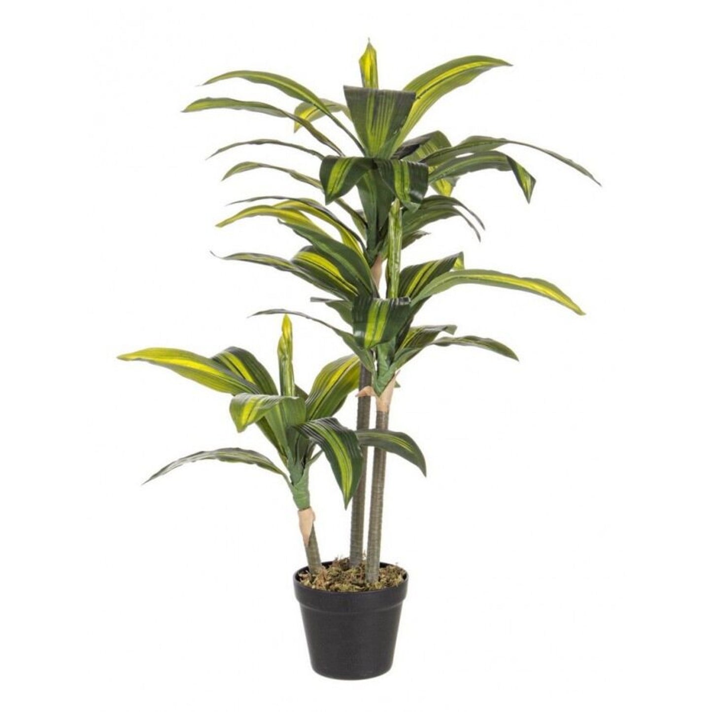 Pianta dracena 43 foglie 88 cm x 16 cm x 115 cm