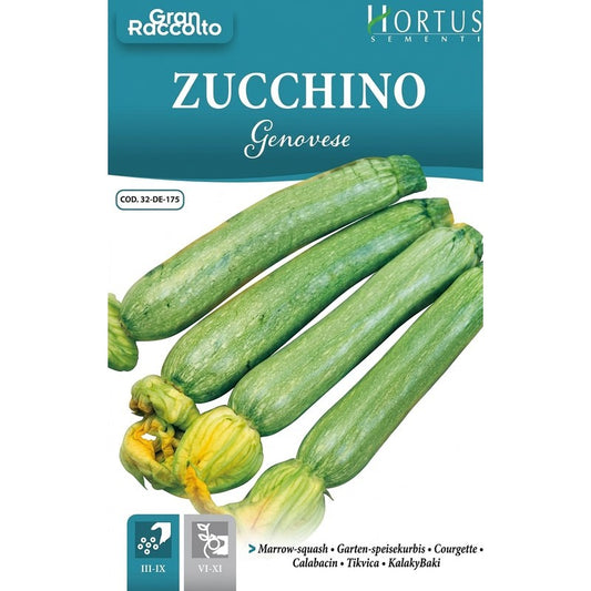 Genueser Zucchini Große Ernte