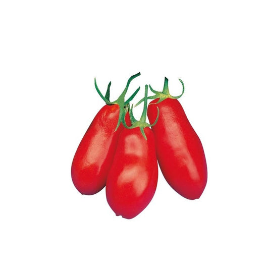 San Marzano Tomato 3 Great Harvest
