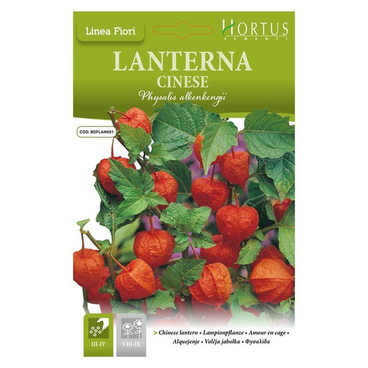 Chinese Lantern DB