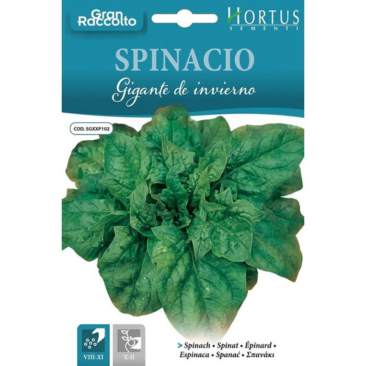 Riesiger Winterspinat, tolle Ernte