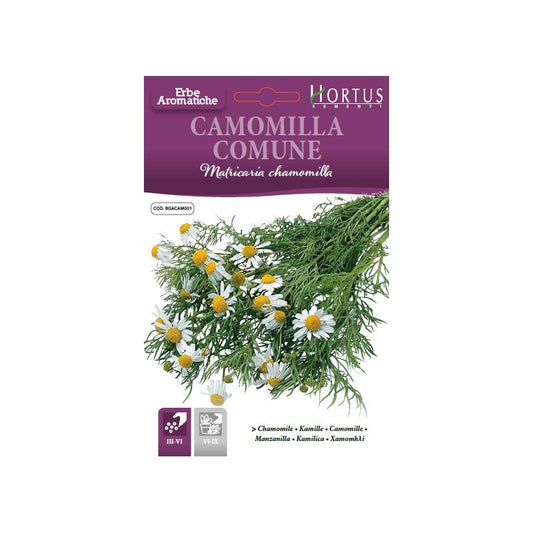 Common chamomile DB