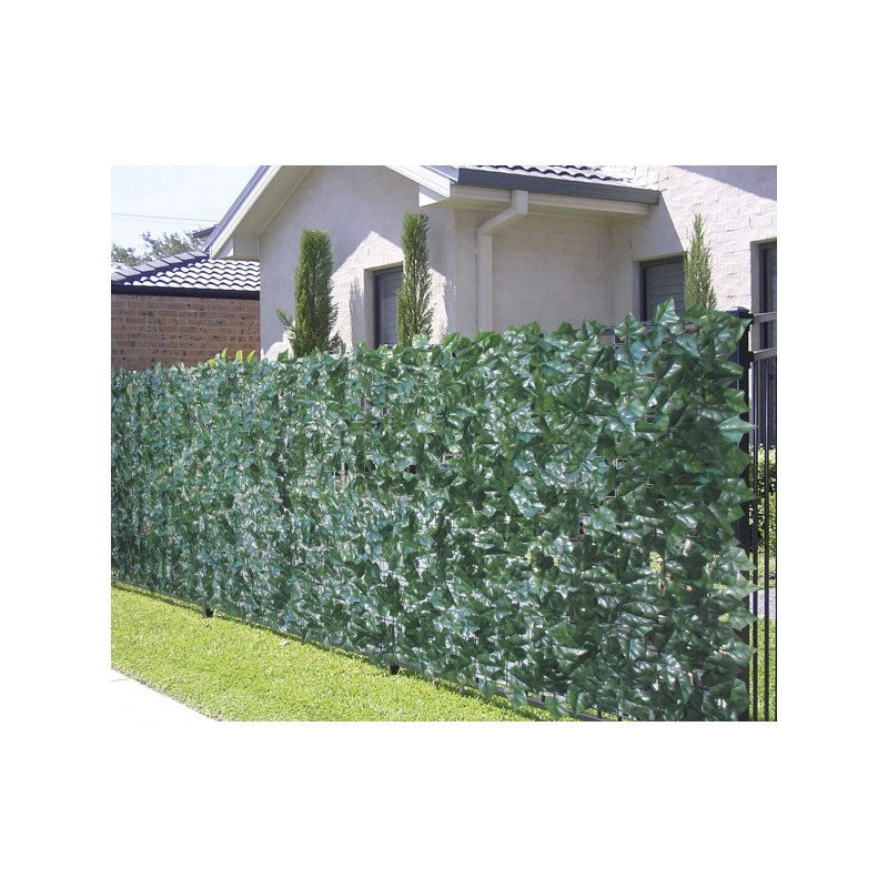 Sempreverde Point foglie Edera 1,5x3 m