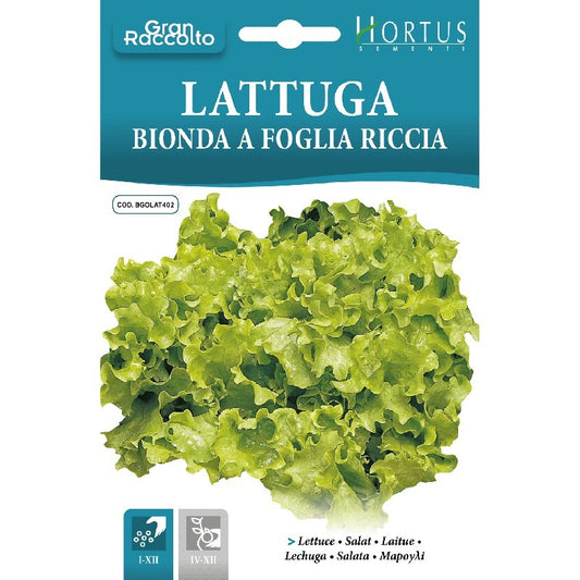 Blonde Curly Leaf Lettuce Great Harvest
