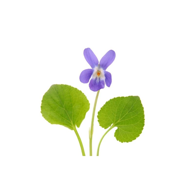 Sweet Violet 4 Seasons DB