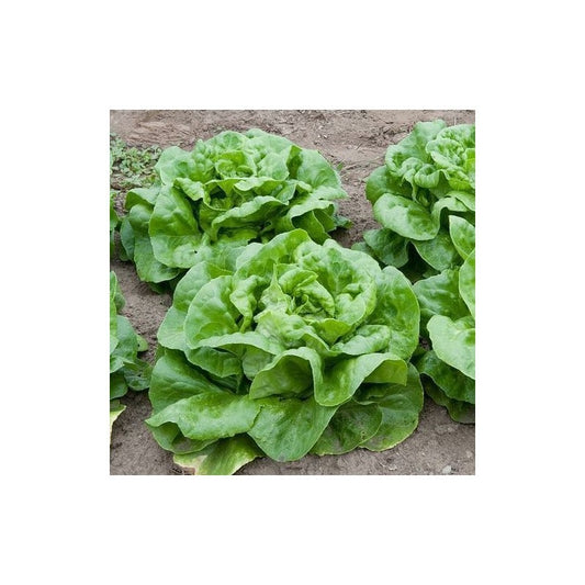 Lettuce Winter Wonder Great Harvest