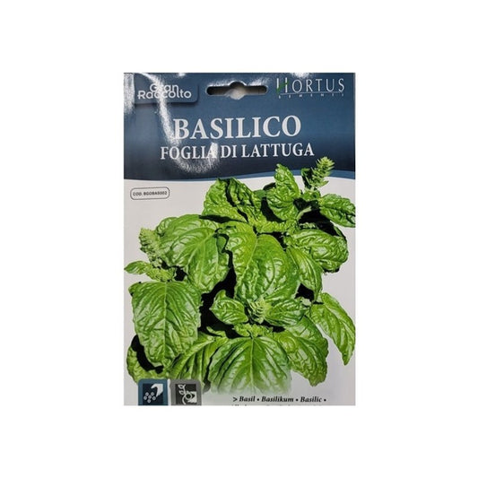 Basil Leaf Lettuce Grand Harvest