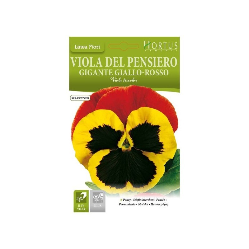 Violadel Pensiero Giant amarillo-rojo DB