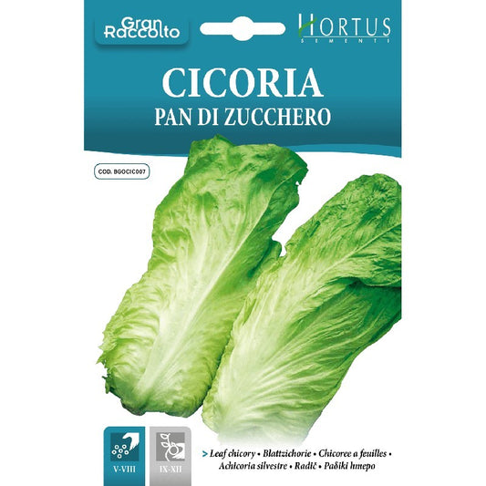 Chicory Sugar Loaf Great Harvest
