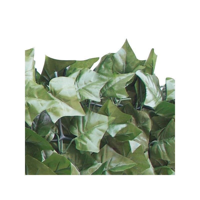 Sempreverde Point foglie Edera 1,5x3 m