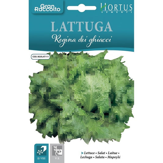 Great Harvest Ice Queen Lettuce
