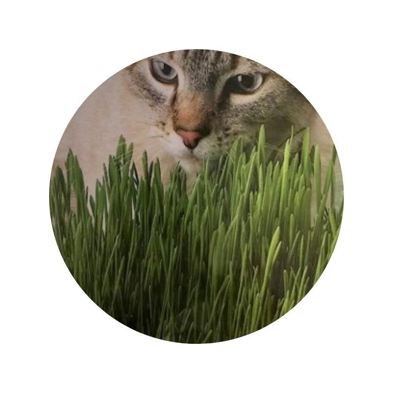 AQ gatos hierba