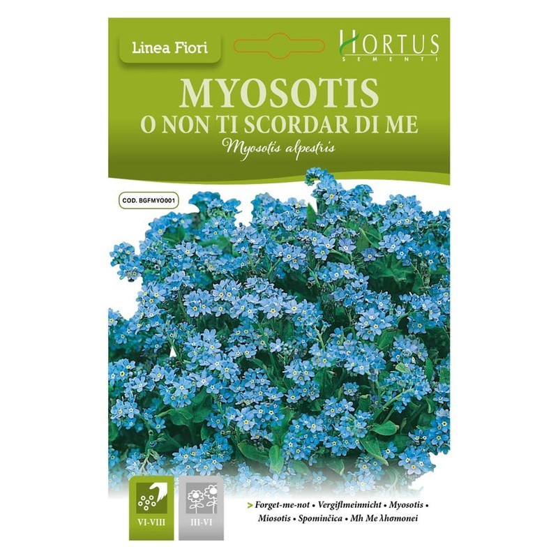 Myosotis Alpestris or Forget-me-not DB