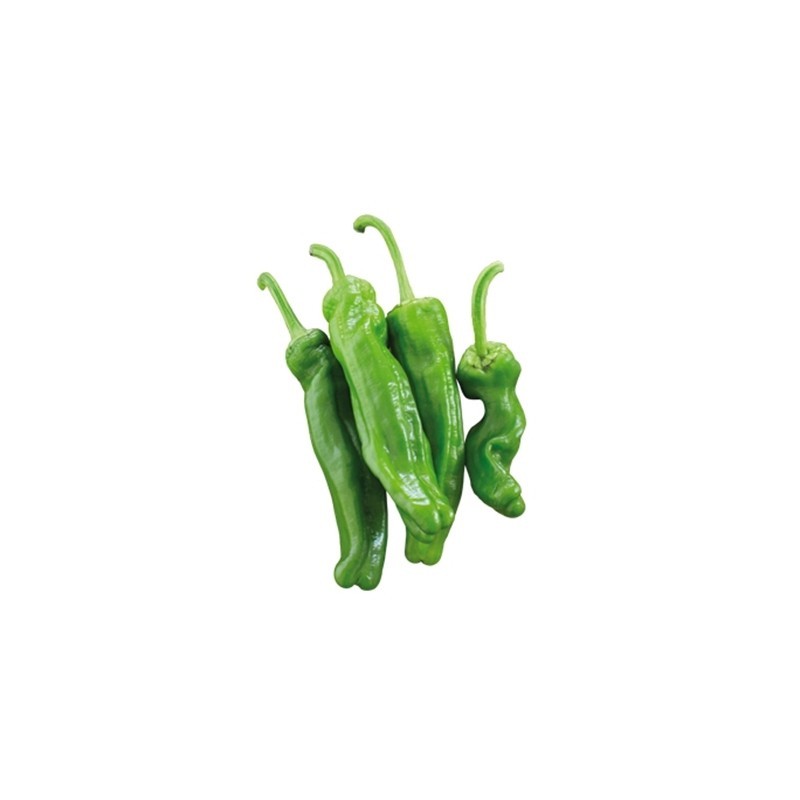 Pimiento Friggitello (Friariello) Gran Cosecha