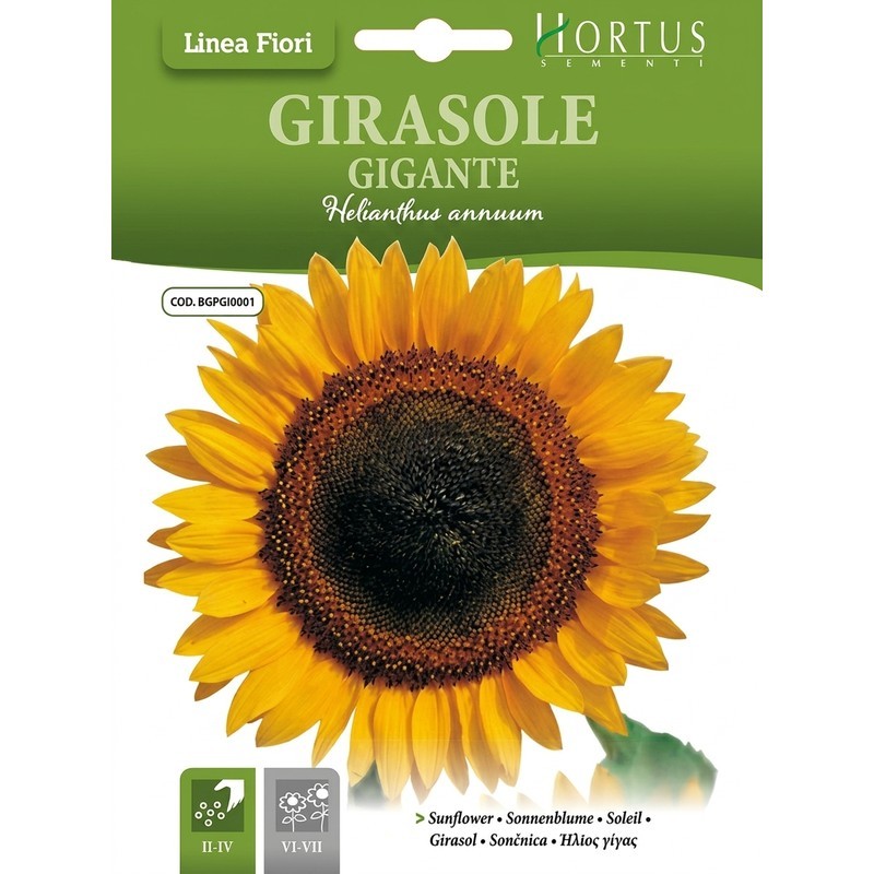 Riesige Sonnenblume DB