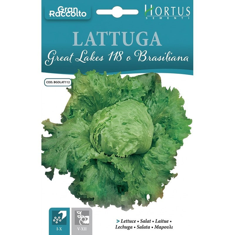 Grandes Lagos 118 Lechuga brasileña de gran cosecha