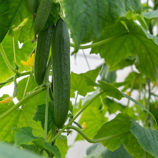Cucumber Vert Long Maraicher Great Harvest
