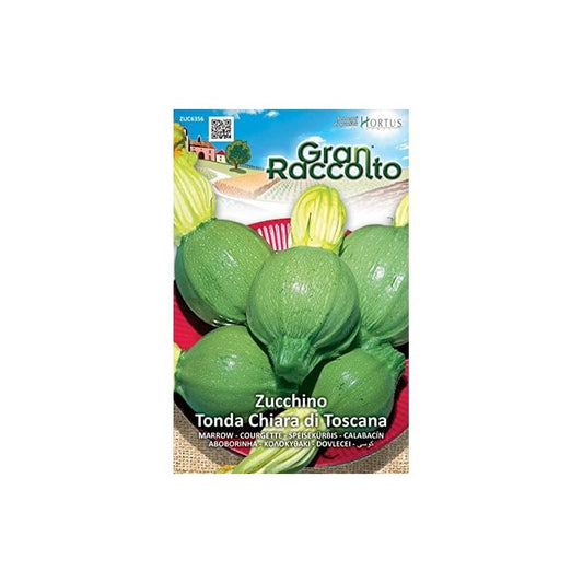 Round courgette from Tuscany, Gran Raccolto