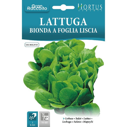 Big Harvest Blonde Smooth Leaf Lettuce