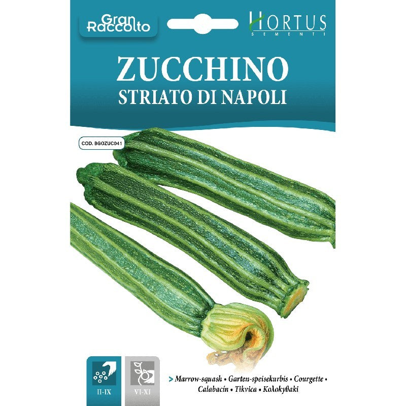 Zucchino Striato di Napoli Gran Raccolto