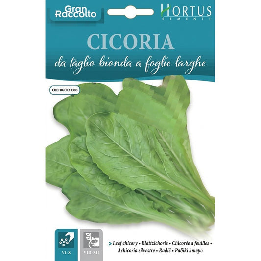 Blonde cut chicory with large leaves Gran Raccolto